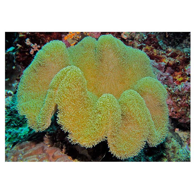 Coral Ciuperca Sarcophyton sp. M - imagine 4